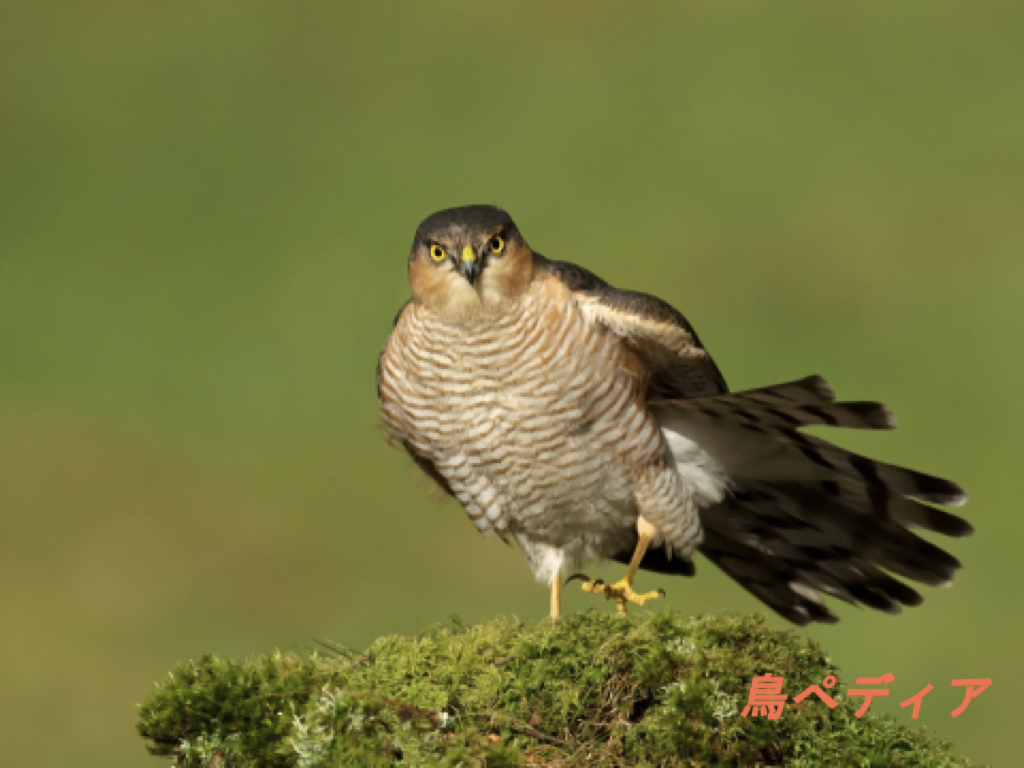 ハイタカの生態や鳴き声 幼鳥の特徴について