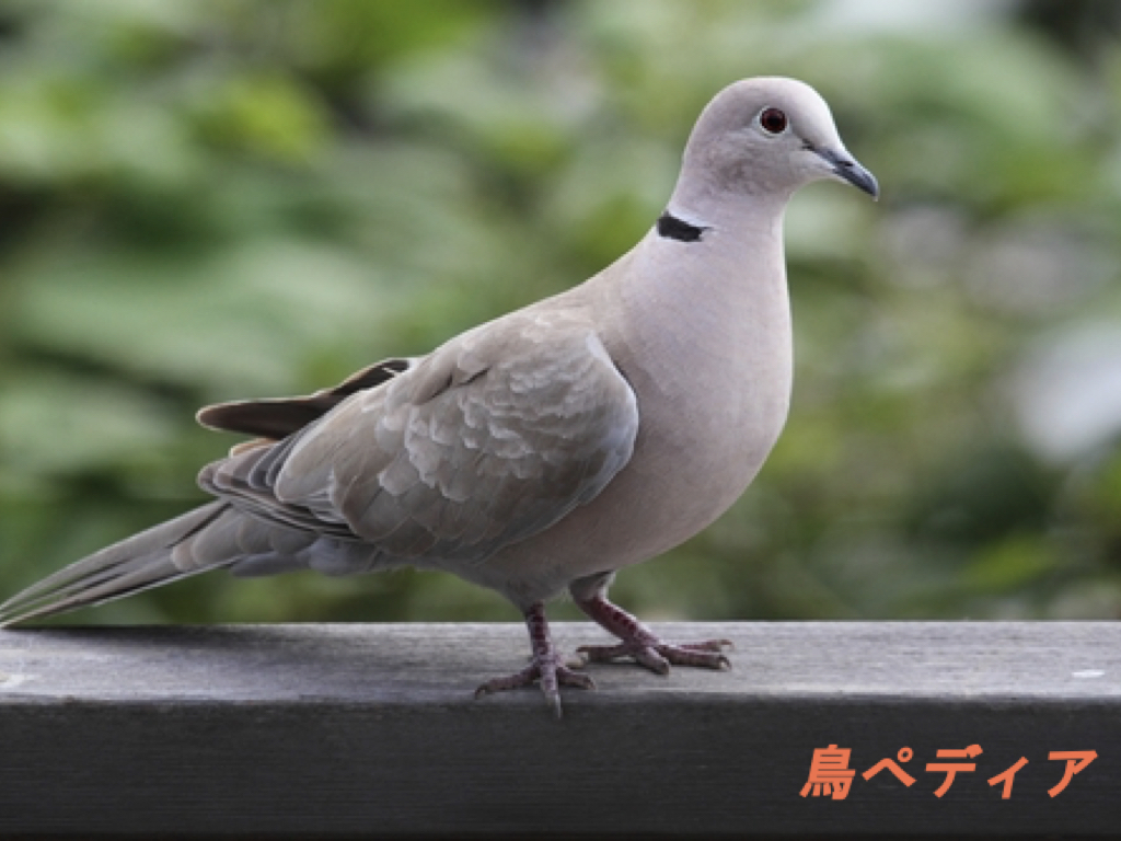 シラコバトの生息地や特徴 鳴き声について