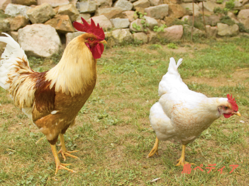 ニワトリの種類や寿命・鳴き声・飼育方法について