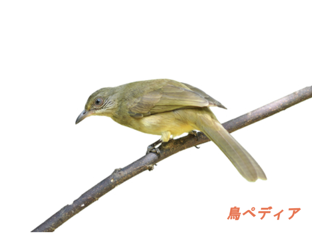 鳴き声 ヒヨドリ の